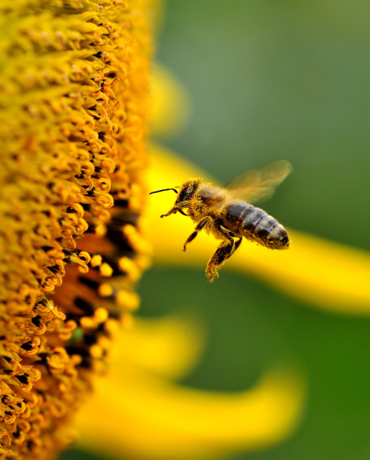 Biene am Bienenstock.