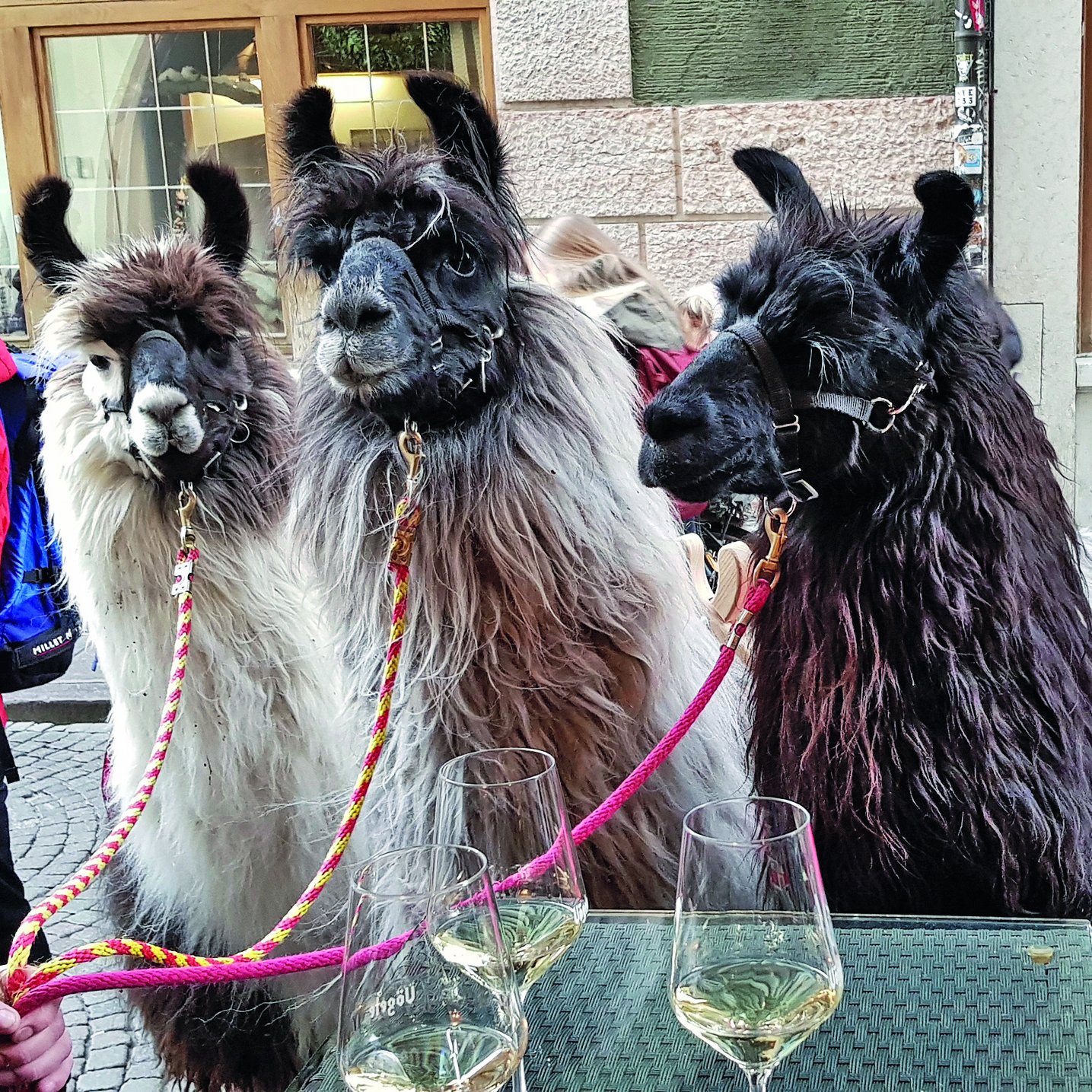 Drei Lamas in der Stadt.