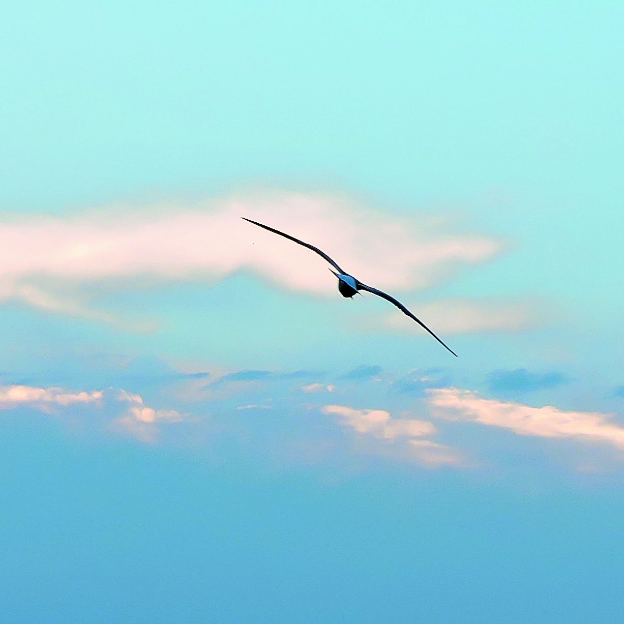 Fliegender Vogel am Himmel.