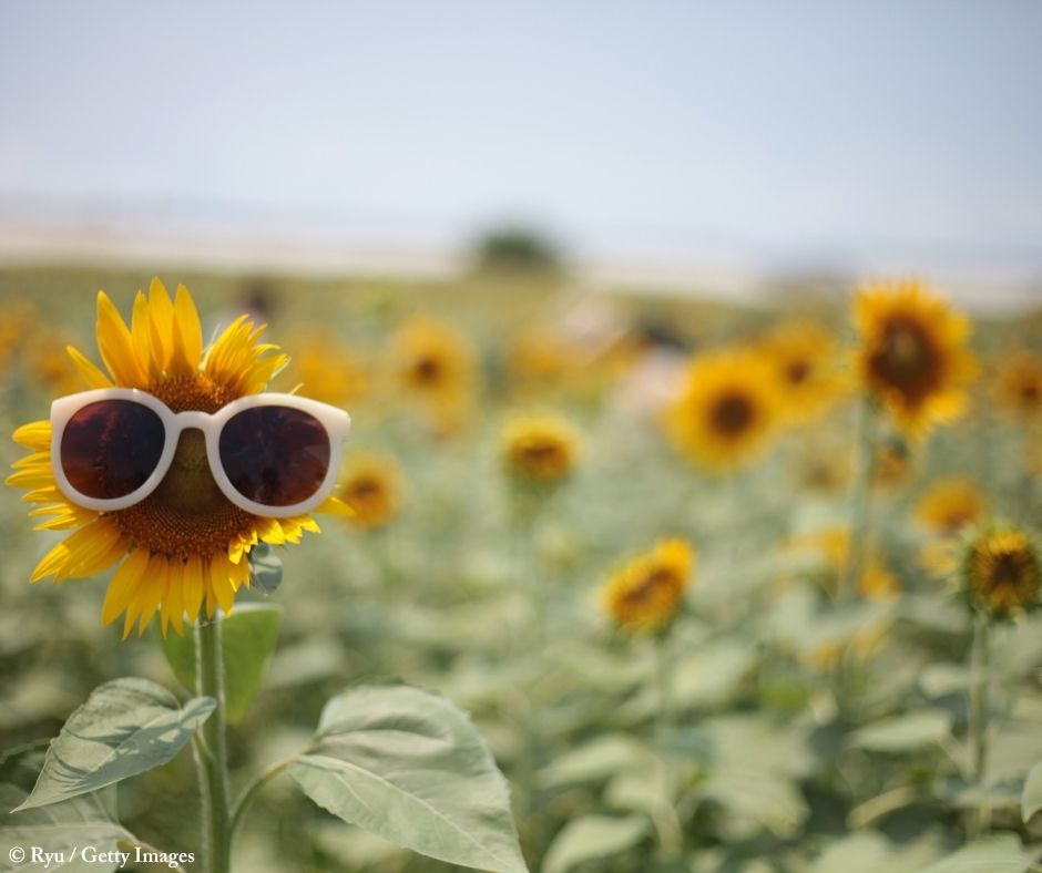 Sonnenblumenfeld.