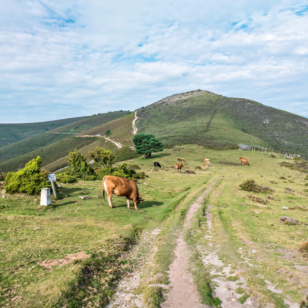 Landschaft mit Weg und Kuh.