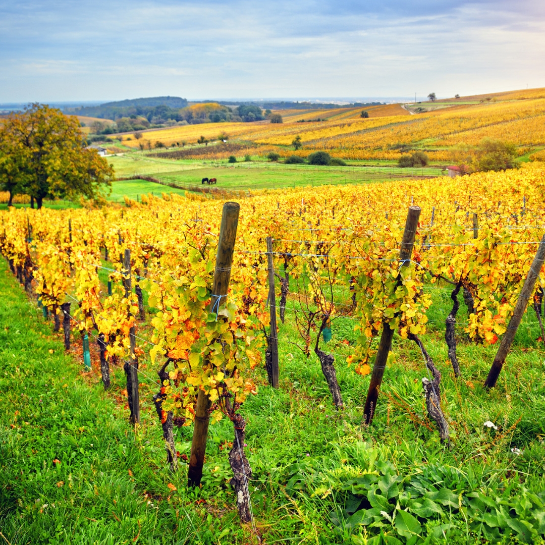 Landschaft mit Weinreben.