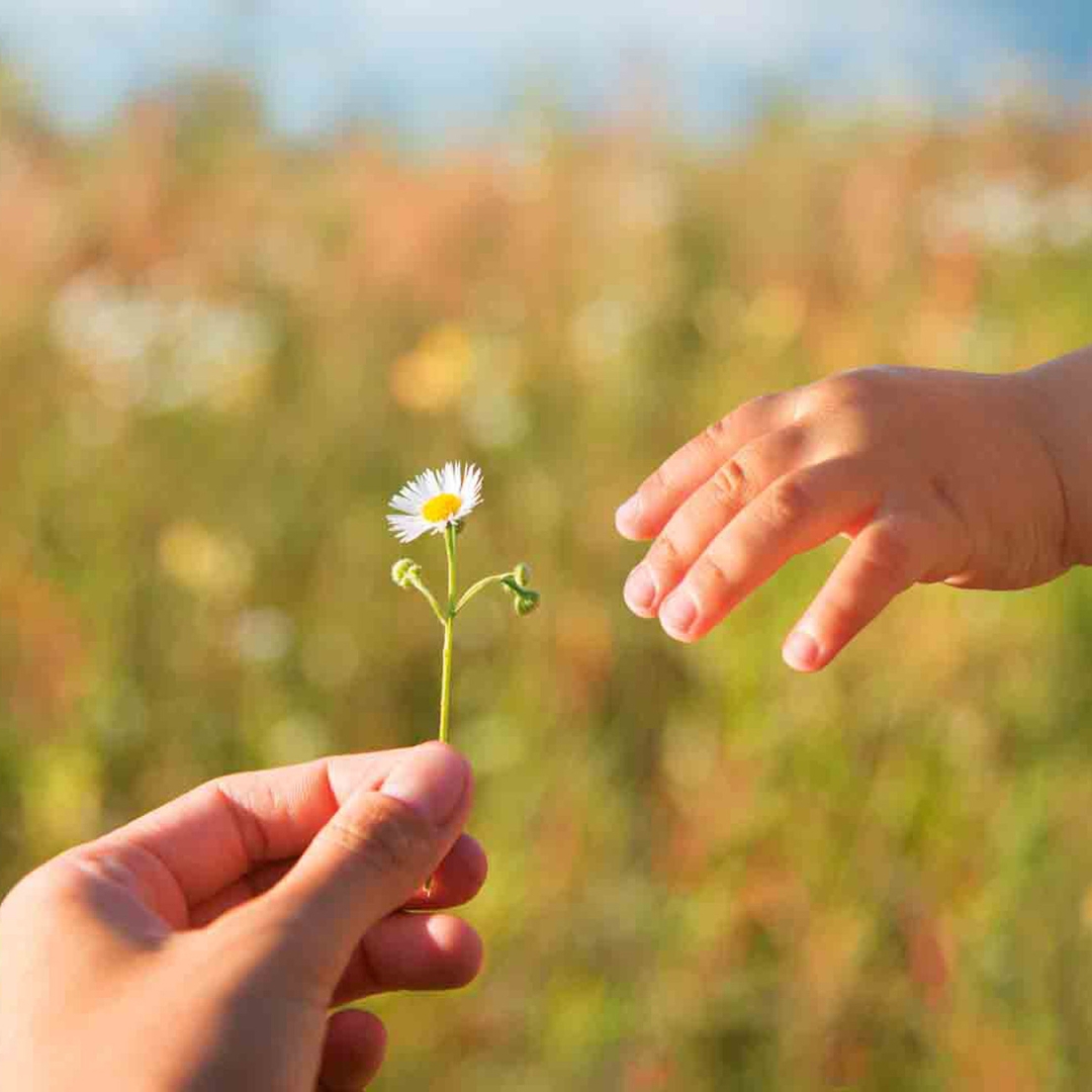 Eine Hand reicht einer anderen Hand ein Gänseblümchen.