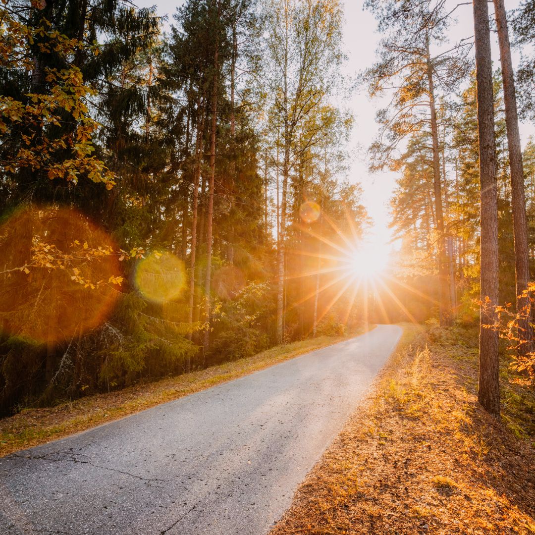 Sonne scheint auf Straße durch den Wald.