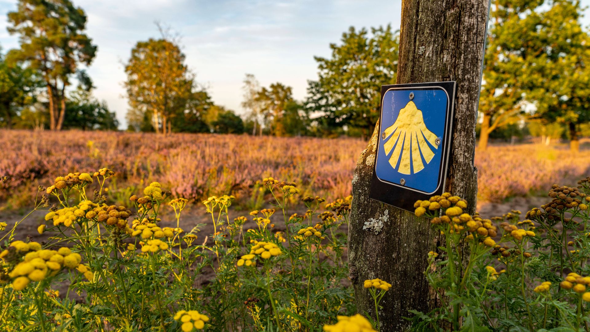 blaues Schild mit gelber Jakobsmuschel als Wegmarkierung in einer idyllischen Landschaft